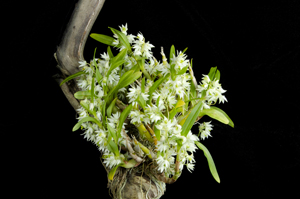 Dendrobium eriiflorum _Wonderful Willie_ CCM 85 pts.